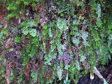 image0036