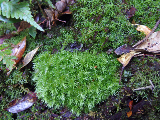 image0037