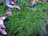 image0038