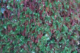 image0049