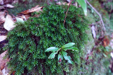image0054