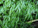 image0061