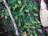 image0062