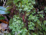 image0066