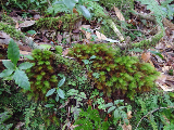 image0069
