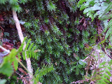 image0070