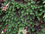 image0072