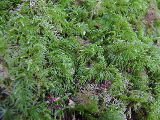 image0075