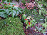 image0078