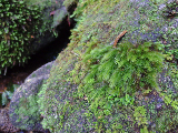 image0081
