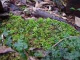 image0084