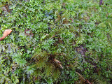 image0087