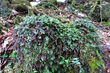 image0093