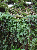 image0097