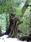 image0099