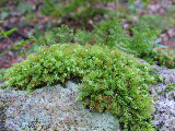 image0132
